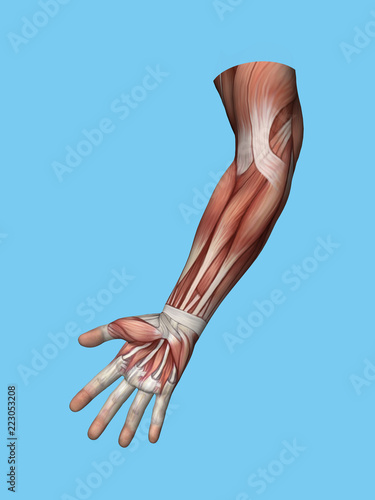 Anatomy front view of hand and arm muscles of a man including abductor pollicis brevis, flexor digiti minimi, extensor retinaculum, hypothenar muscle, flexor carpi radialis and brachioradalis muscle.