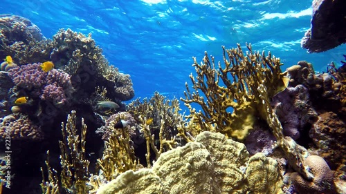 Wallpaper Mural Coral reefs and tropical fish. Beautiful tropical fish and coral reef. Torontodigital.ca