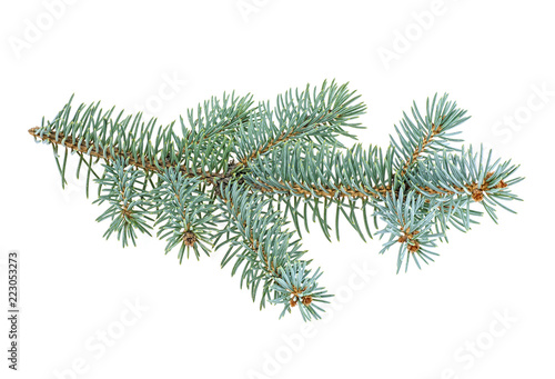 Blue spruce twig isolated on white background  closeup.