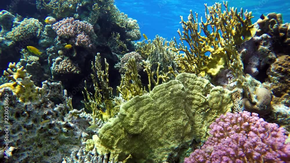 The marine life of tropical fish. Coral reef. Tropical sea and coral reef. The marine life of tropical fish. Coral reef. Tropical sea and coral reef.