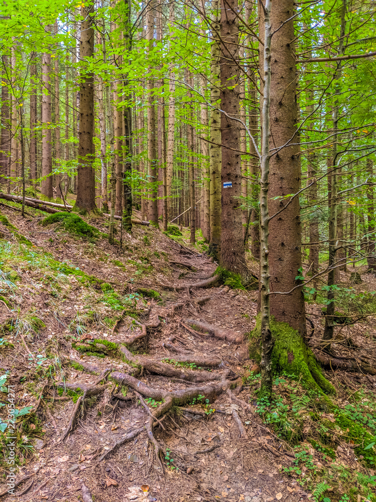 Carpathian mountain forest with route and moss in the autumn season Carpathian mountain forest with route and moss in the autumn season