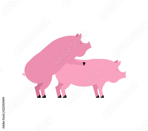 Pig sex. Piggy intercourse. Pigs isolated. Farm Animal reproduction
