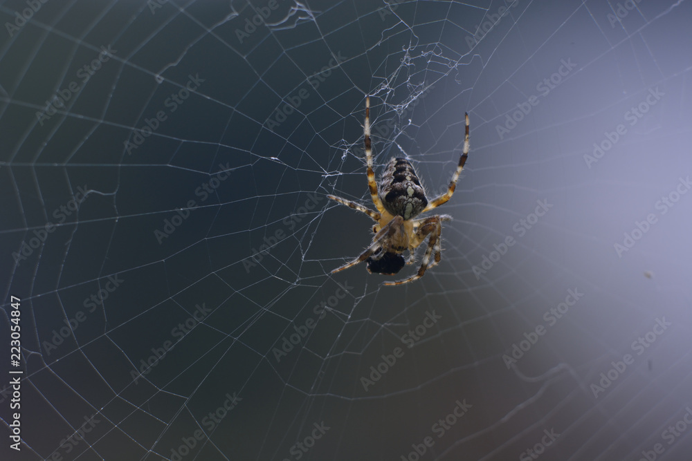 spider spider