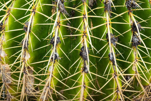 Spine detail of golden barrel cactus photo