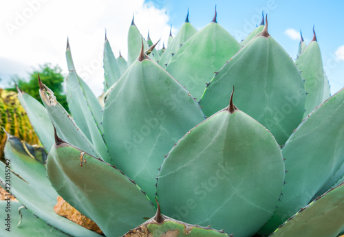 View of growing Agave Parryi Truncata plant, also known as Artichoke Agave photo