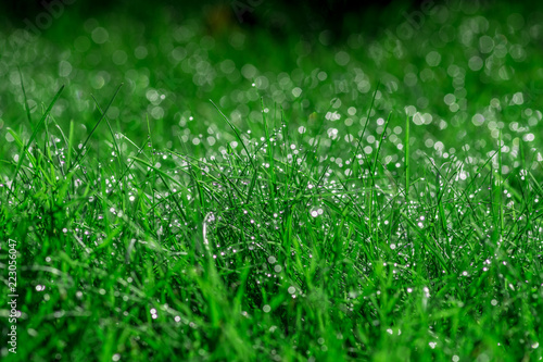 soczysta zielona trawa z kropelkami wody