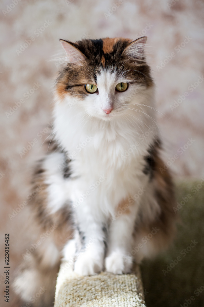 Portrait of a beautiful cat in the sunlight Portrait of a beautiful cat in the sunlight