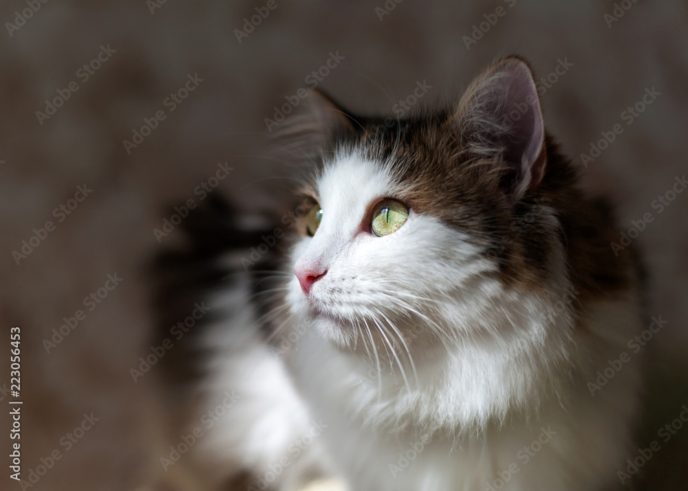 Portrait of a beautiful cat in the sunlight Portrait of a beautiful cat in the sunlight