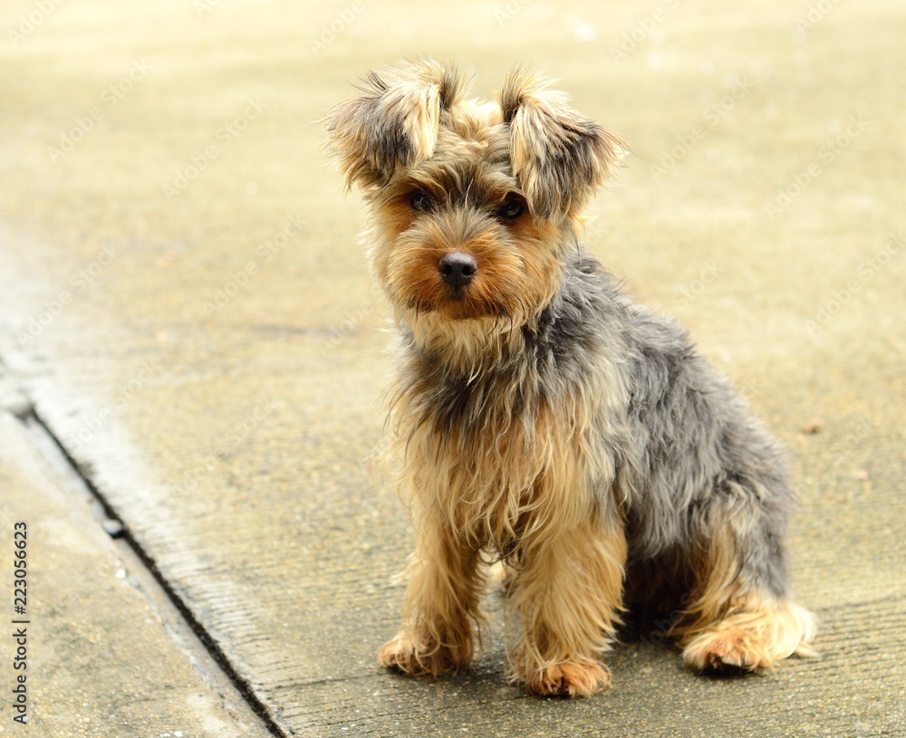 Little yorkie dog. Yorkshire Terrier Little yorkie dog. Yorkshire Terrier