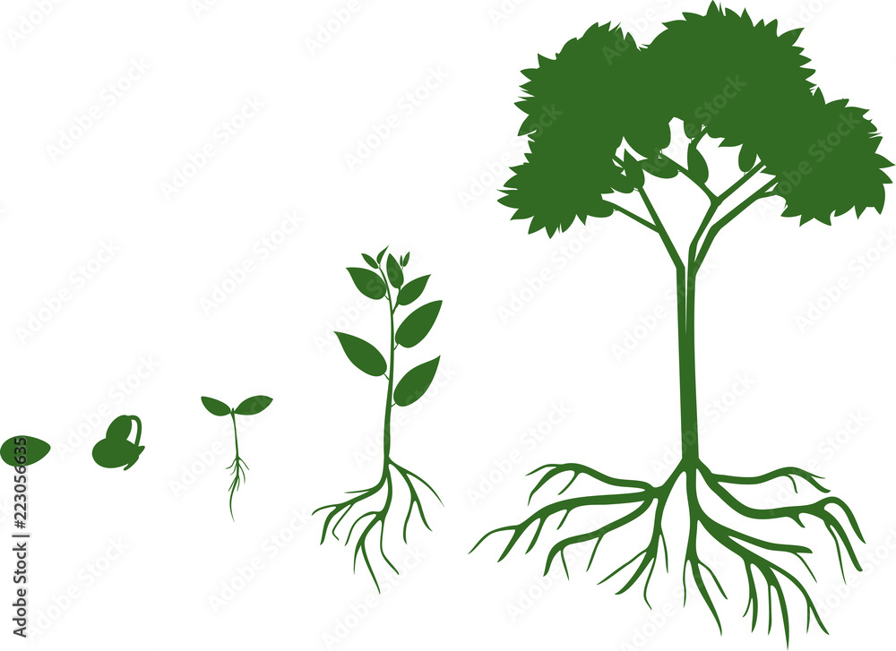 Plant growth stage from seed to adult tree with root system. Life cycle