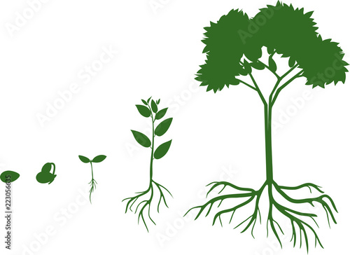 Plant growth stage from seed to adult tree with root system. Life cycle of abstract tree