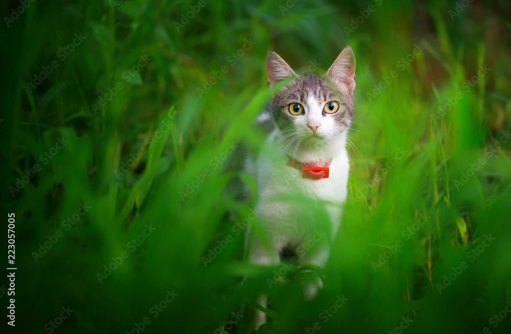 curious cat in the green grass