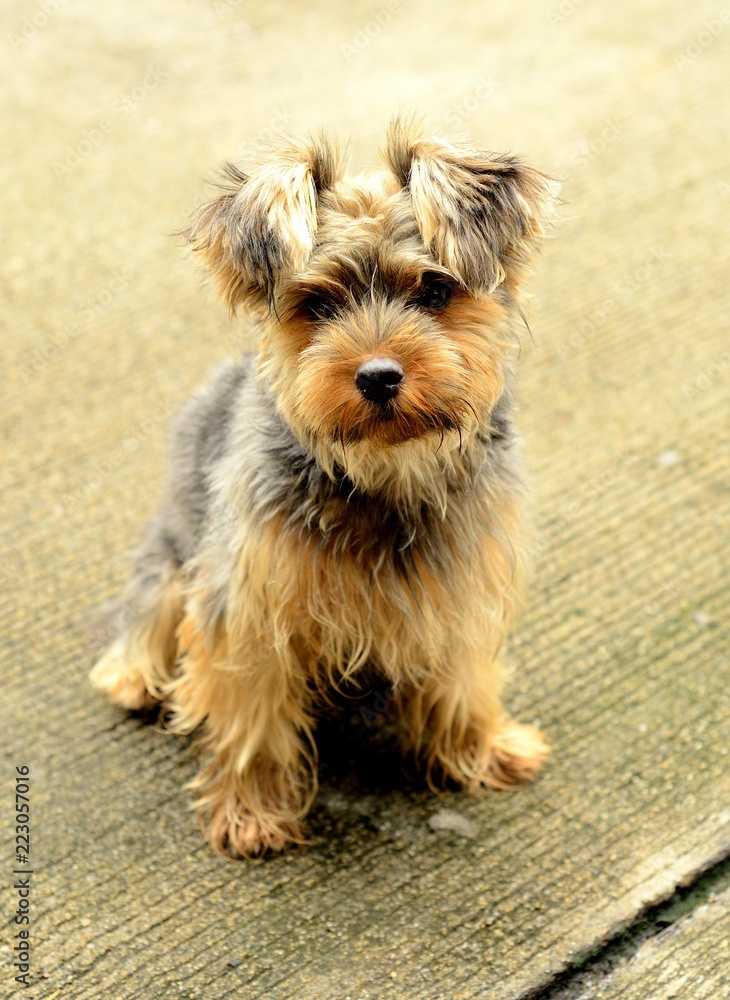 Little yorkie dog. Yorkshire Terrier Little yorkie dog. Yorkshire Terrier