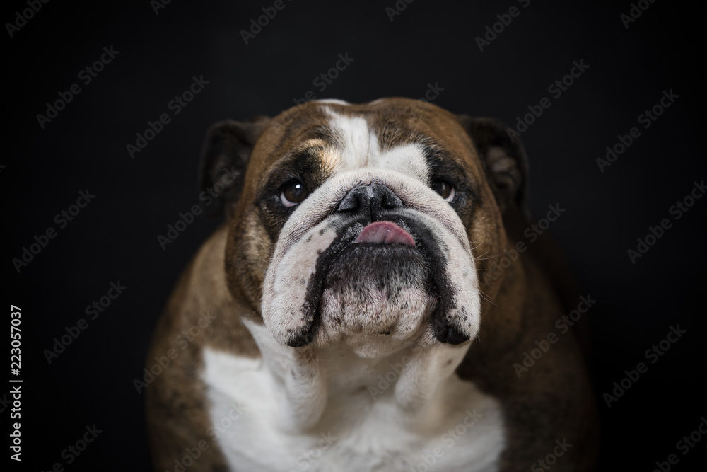Fototapeta premium english bulldog su fondo nero