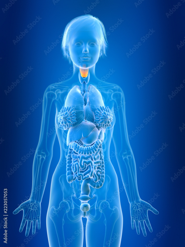 3d rendered medically accurate illustration of a females larynx 3d rendered medically accurate illustration of a females larynx