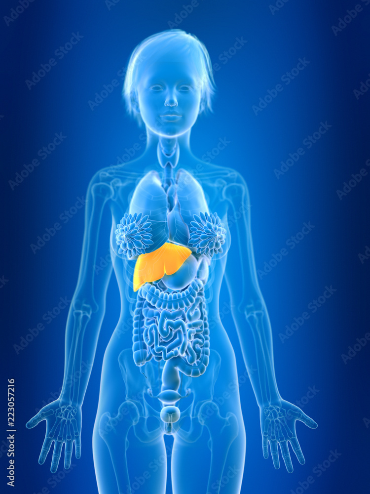 3d rendered medically accurate illustration of a females liver 3d rendered medically accurate illustration of a females liver
