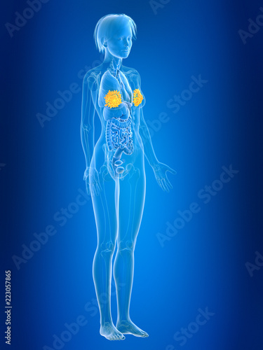 3d rendered medically accurate illustration of a females mammary glands © Sebastian Kaulitzki