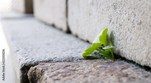 Plant growing out of a space between the granite stones of a staircase