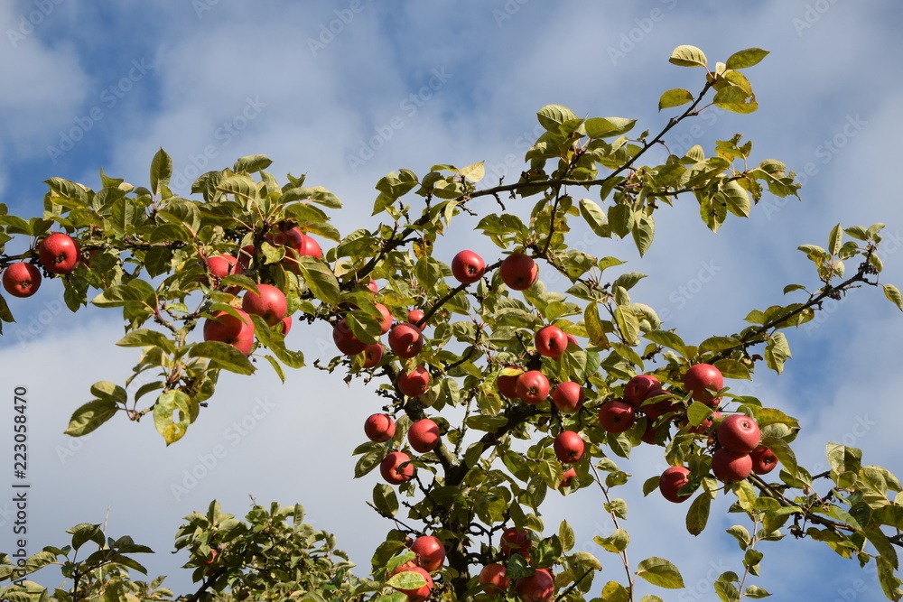 Äpfel auf einem Apfelbaum Äpfel auf einem Apfelbaum