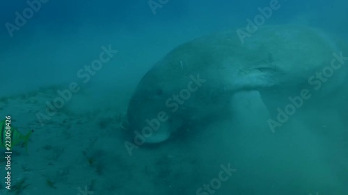 Wallpaper Mural Portrait of Dugong eats sea grass (Dugong or Sea Cow, Dugong dugon) Close-up, Underwater shot, 4K / 60fps
 Torontodigital.ca