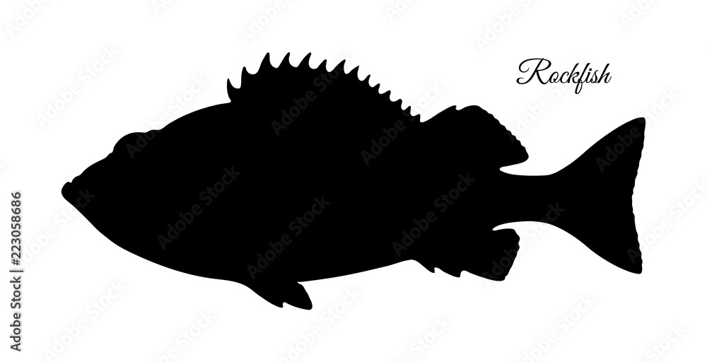 Fototapeta premium Silhouette of rockfish.