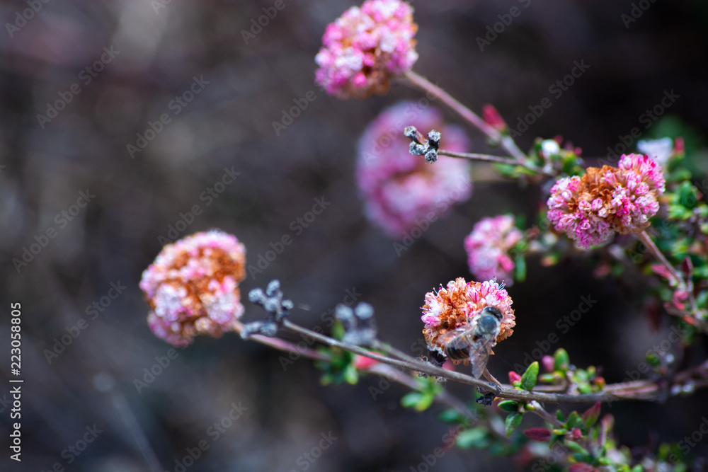 Pink Flower Beds Pink Flower Beds