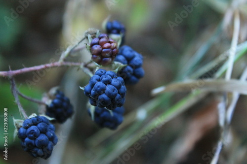 blackberry in forest