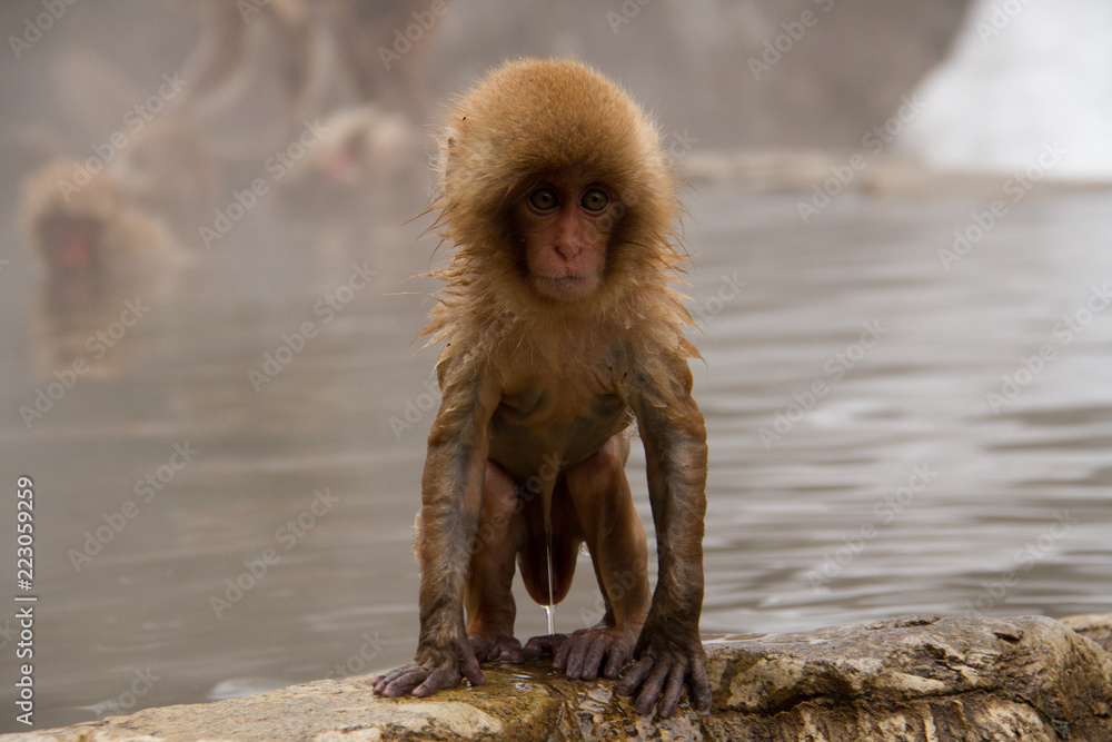 Naklejka premium Baby Snow Monkey at the pool