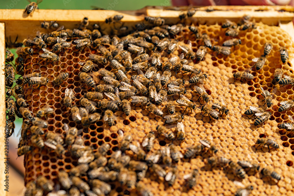 bees sit on the frame of honeycombs during the day in the garden. Close-up bees sit on the frame of honeycombs during the day in the garden. Close-up