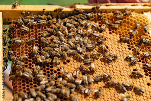 bees sit on the frame of honeycombs during the day in the garden. Close-up