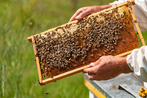human hands hold a frame with honeycombs for bees in the garden in the summer. Close-up
