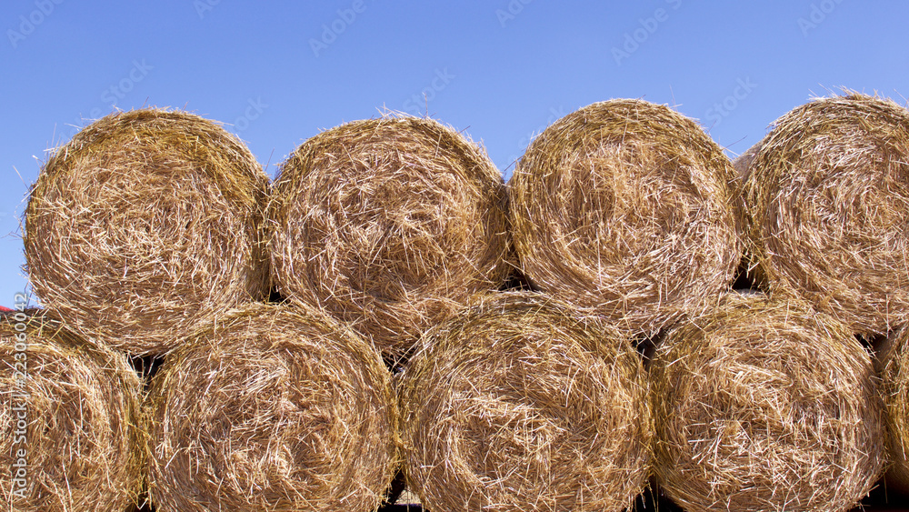 Hay bales in Wiltshire, England in August Hay bales in Wiltshire, England in August