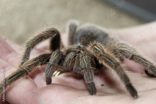 tarantula on a hand