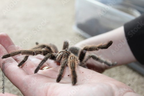 big hairy tarantula
