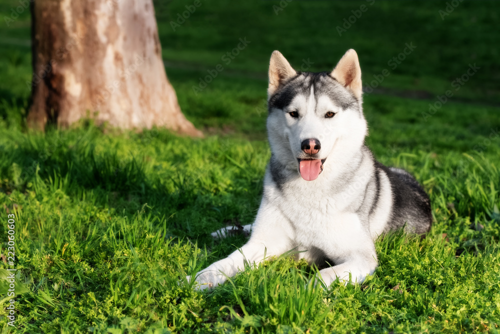 A portrait of Siberian husky at the city park at evening. A grey & white male husky dog lies on green grass. He has brown eyes. A big tree trunk and a lot of greenery are in the background.