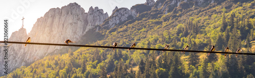 Image of birds sitting on a power line with sunset and mountainlandscape in the background © Alex