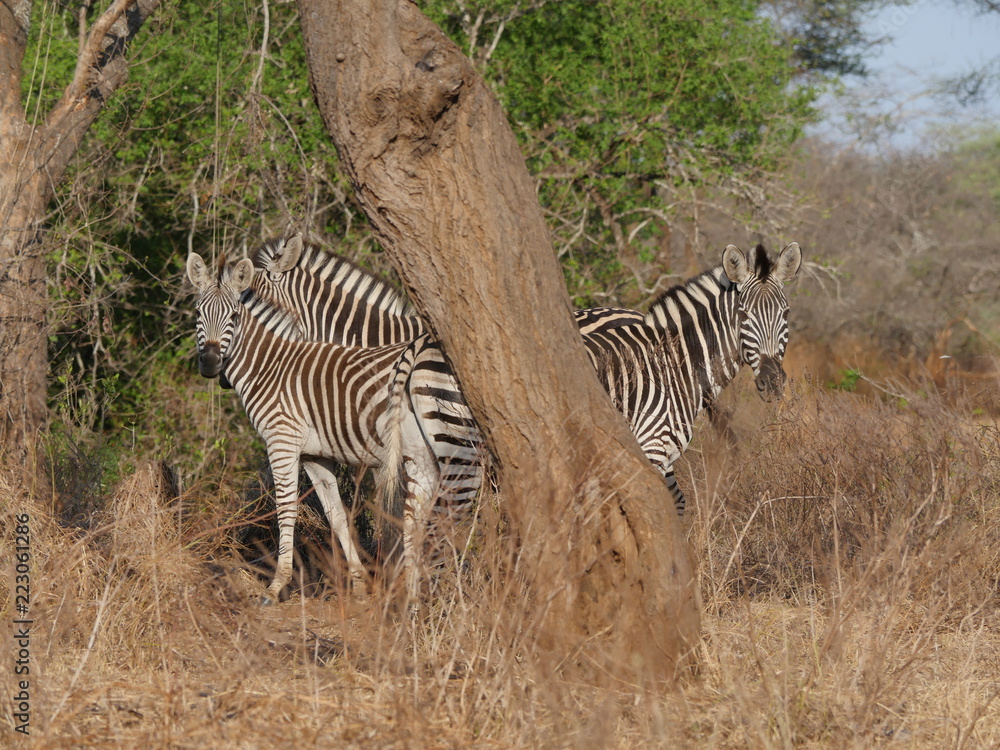 Obraz premium Zebras