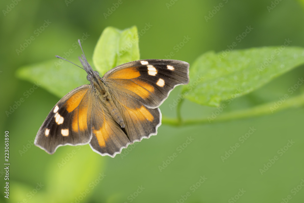 Mariposa picuda carinenta carinenta bachmanni Mariposa picuda carinenta carinenta bachmanni