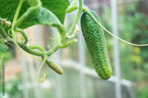 Fresh cucumber close-up on a branch