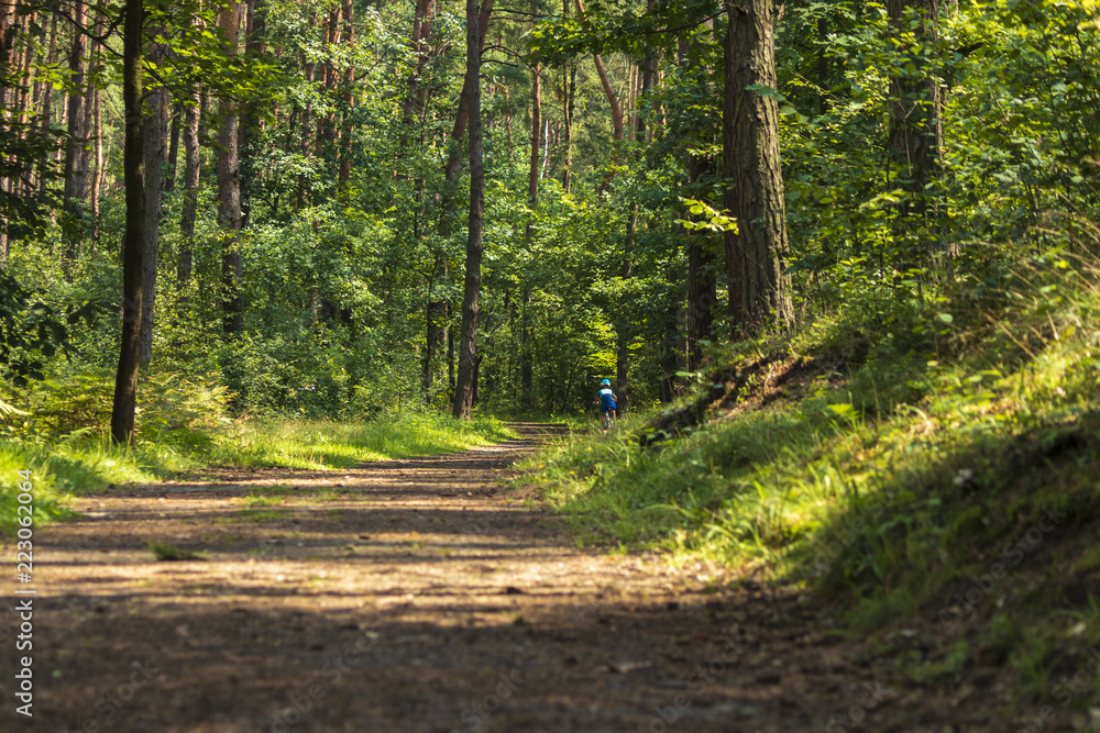 Fototapeta premium South of Poland. Niepolomice Forest