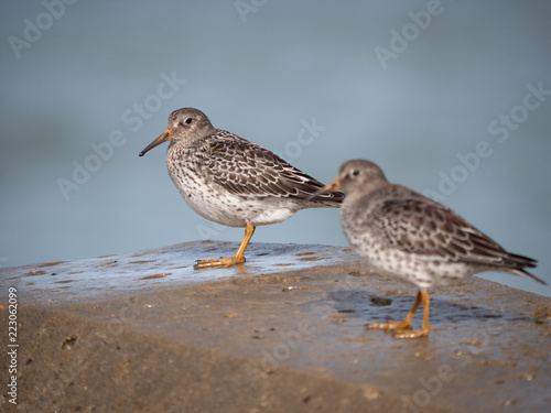bird
