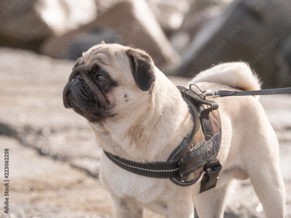 mops mops