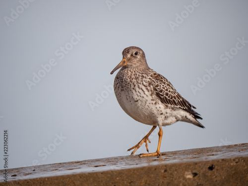 bird