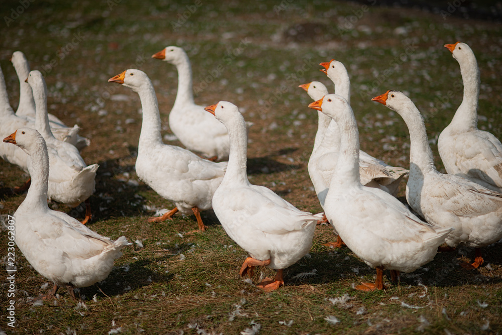 Geese in the grass. Domestic bird. A flock of geese walking in the field Geese in the grass. Domestic bird. A flock of geese walking in the field