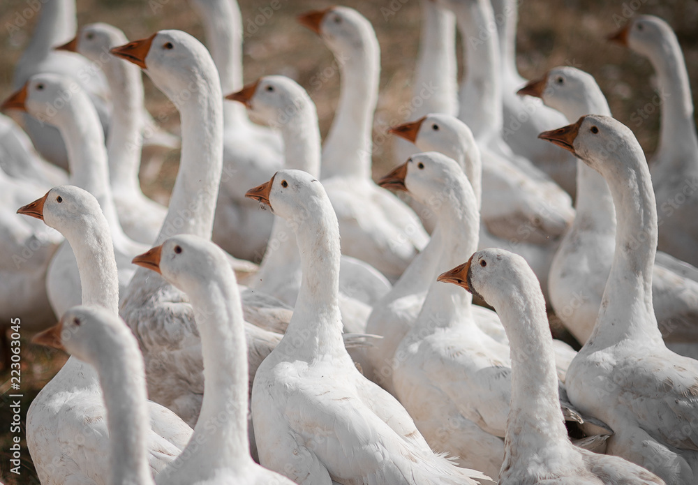 Obraz premium Geese in the grass. Domestic bird. A flock of geese walking in the field