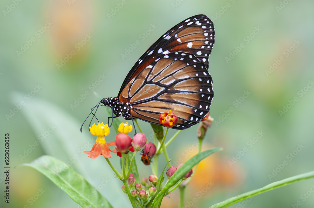 Fototapeta premium mariposas Monarca Danaus Glippus eresimus
