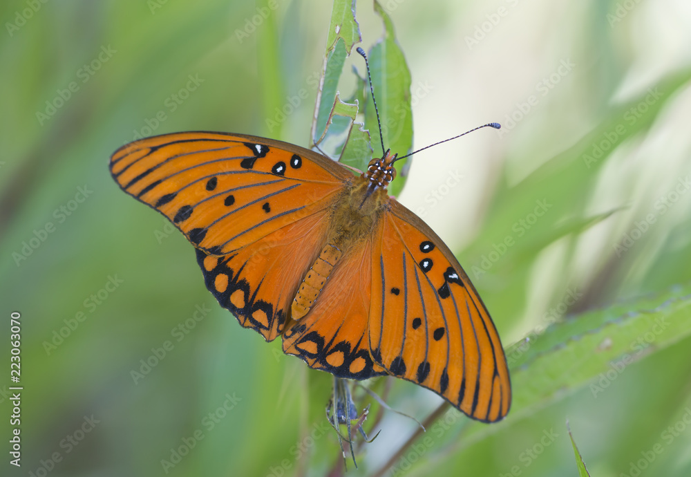 Obraz premium Mariposas