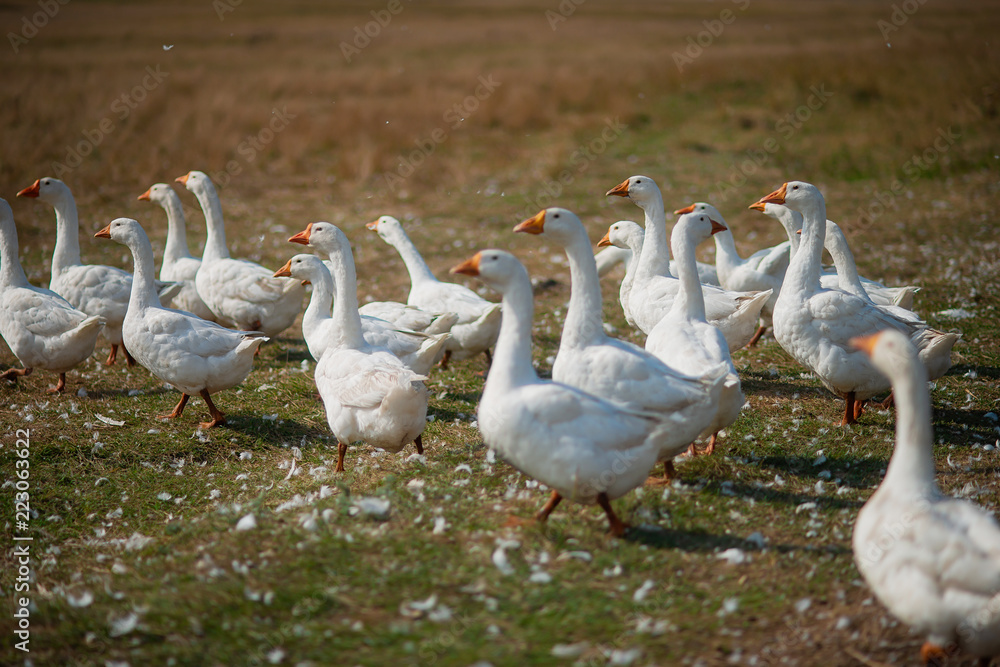 Obraz premium Geese in the grass. Domestic bird. A flock of geese walking in the field