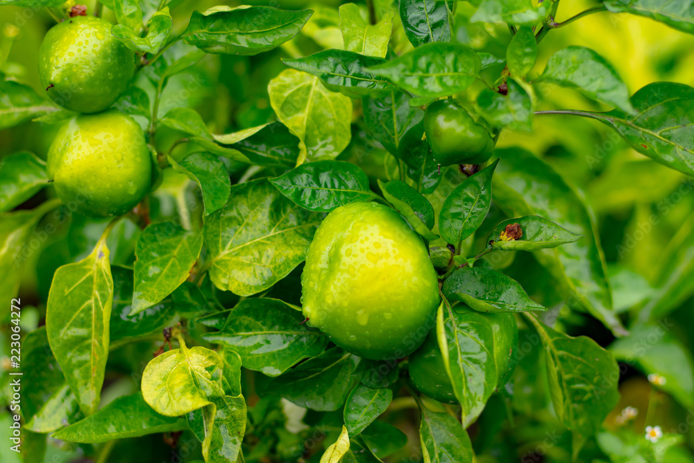 Fresh pepper in autumn garden Fresh pepper in autumn garden