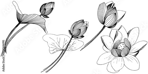 Lotus flower in a vector style isolated. Isolated illustration element. Full name of the plant: lotus. Vector flower for background, texture, wrapper pattern, frame or border.